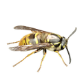 wasps