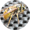 wasp