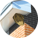 wasp nest removal