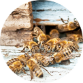 Wasps Nest Prevention Essex