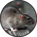 Rat Pest Control Essex Icon