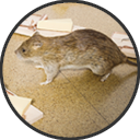 Rat Pest Control Essex