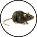 Rat Pest CONtrol Essex