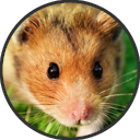 Mouse Pest Control Icon Essex