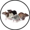 Mouse Pest Control Icon Essex