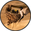 Birds Nest Prevention Essex