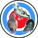 Pigeon Pest Control Essex