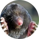 Mole Pest Control Essex