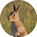 Rabbit Pest Control Essex